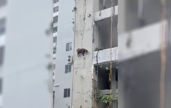 «За каждый атом держится» — Ходящая по стенам коза покорила миллионы пользователей TikTok — Видео