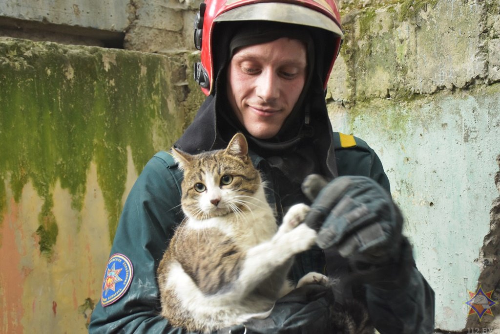 Брестские спасатели помогли коту, который застрял между бетонными плитами жилого дома