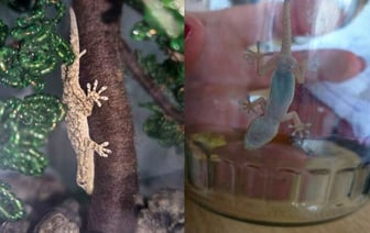 В Гродно в коробке с хурмой обнаружился геккон. Его приютил зоопарк