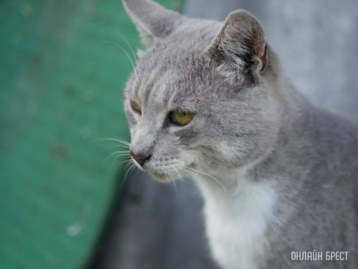 Фото носит иллюстративный характер