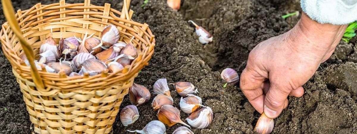 Когда белорусам сажать яровой чеснок? Обведите в календаре эти даты — Полезно