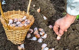 Когда белорусам сажать яровой чеснок? Обведите в календаре эти даты — Полезно