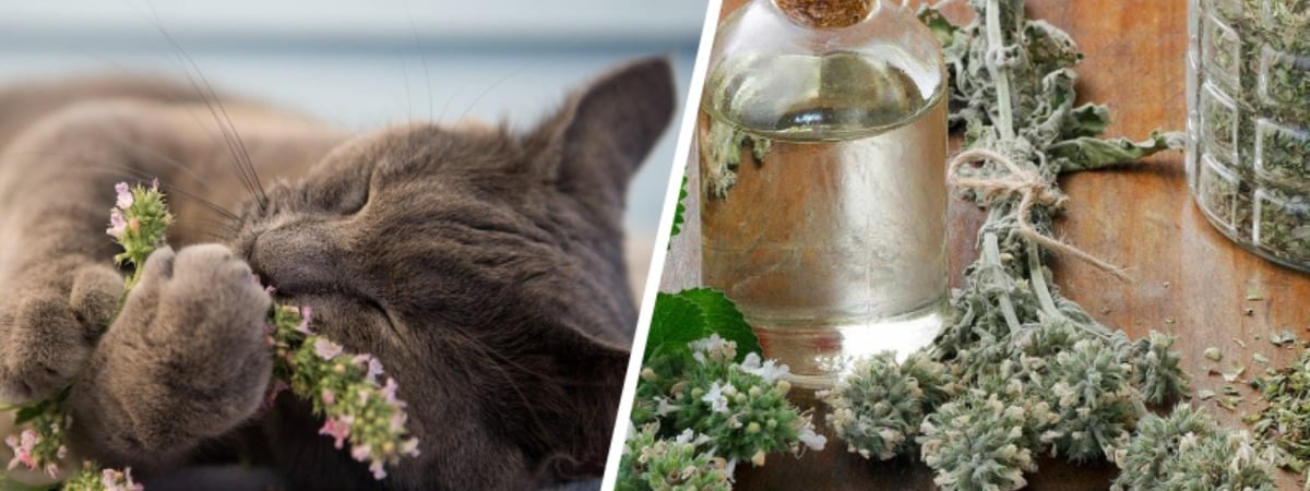 Кошачья мята полезна не только котам? Вот что могут приготовить из нее себе белорусы — Полезно