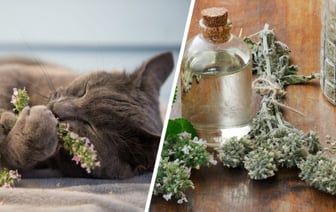 Кошачья мята полезна не только котам? Вот что могут приготовить из нее себе белорусы — Полезно