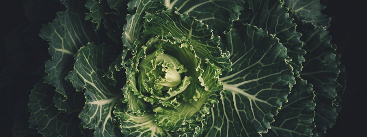 Как защитить капусту от улиток и гусениц? Эти натуральные средства спасут даже брокколи и кольраби — Полезно