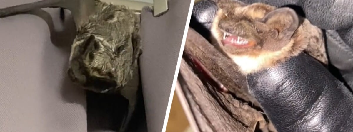 «Говорят, через унитаз вылезают» — Минчанка показала залетевшую к ней в квартиру летучую мышь. Что делать в этом случае? — Видео