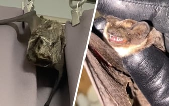 «Говорят, через унитаз вылезают» — Минчанка показала залетевшую к ней в квартиру летучую мышь. Что делать в этом случае? — Видео