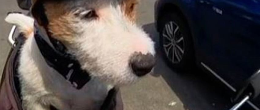 Пушистый байкер умиляет жителей Бреста и во всю покоряет TikTok