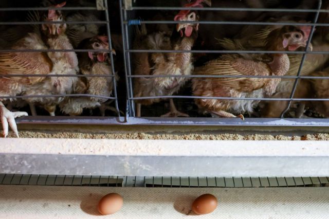 Птицефабрика «Чикская» в Новосибирской области 2023 года