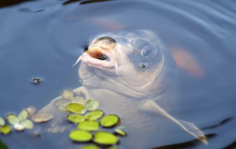 Незаконная рыбалка на озере Луничино