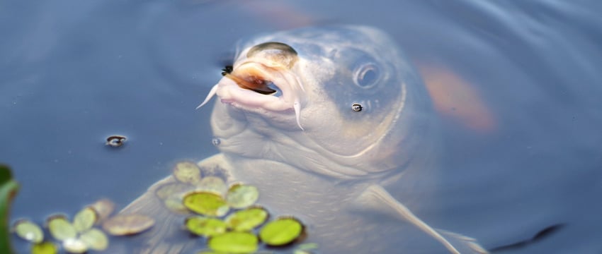 Незаконная рыбалка на озере Луничино