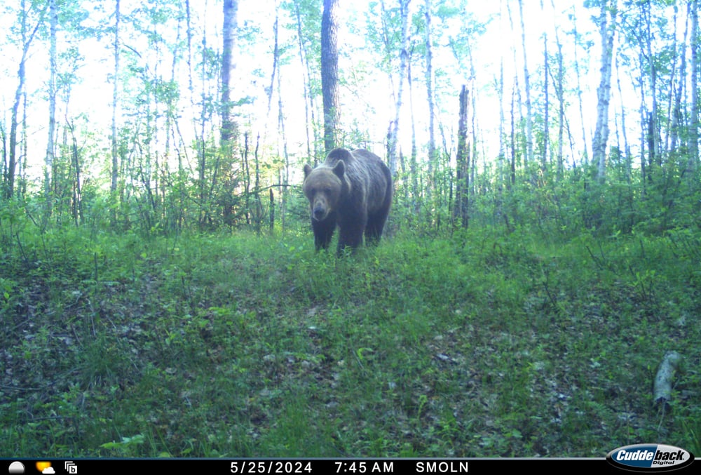Медведи чаще всего позировали перед автоматическими фотокамерами, установленными на территории Березинского биосферного заповедника. Фото berezinsky.by