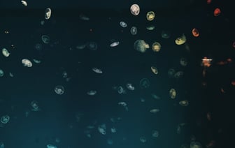 В Западной Двине появились медузы. Откуда они взялись и насколько опасны?