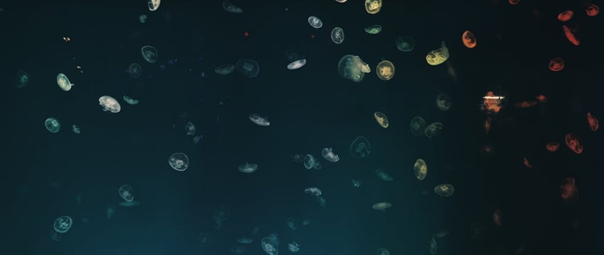 В Западной Двине появились медузы. Откуда они взялись и насколько опасны?