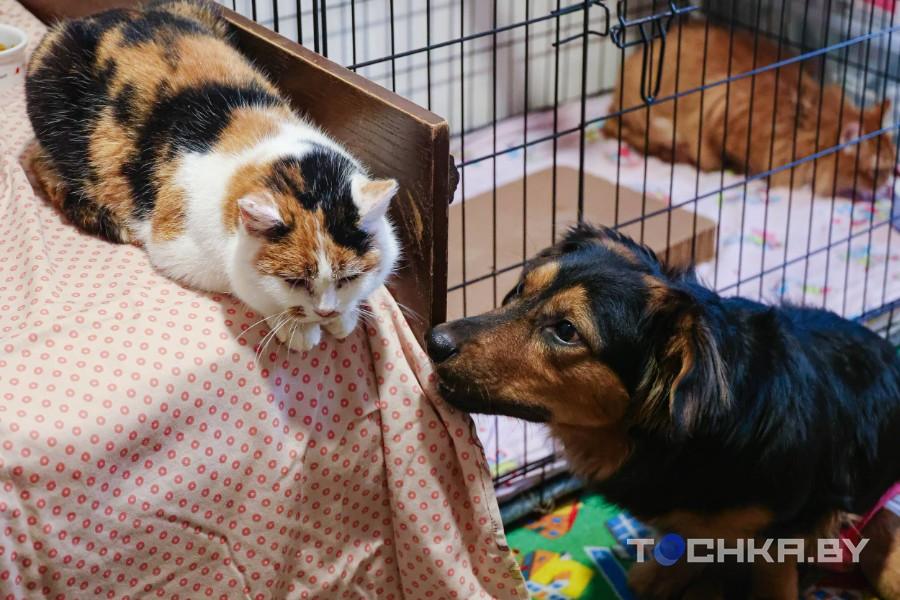 Девушка с инвалидностью спасает парализованных животных и делает им коляски