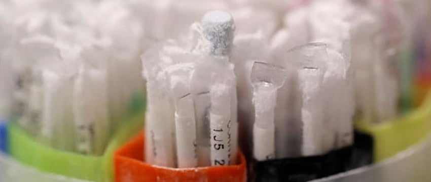 Экспорт спермы из Великобритании несмотря на ограничение в 10 семей: отчет