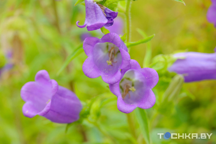 На рассаду потратил $11 тыс.: как парень из Бреста строит бизнес на цветах