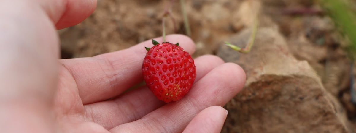 Северная Корея начнет производить разработанные совместно с Россией беспилотники