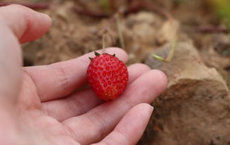 Северная Корея начнет производить разработанные совместно с Россией беспилотники