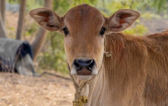 Бывшую главу стачкома «Нафтана» обвиняют по статье о разжигании вражды