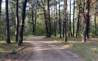 Советы по выживанию в лесу и встрече с дикими животными