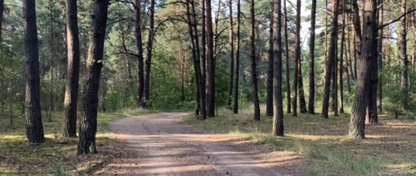 Советы по выживанию в лесу и встрече с дикими животными