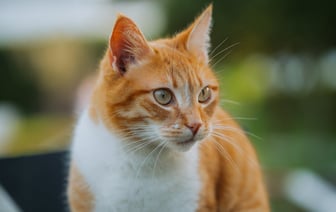 Задержан бывший председатель Брестского горисполкома Рогачук – СМИ