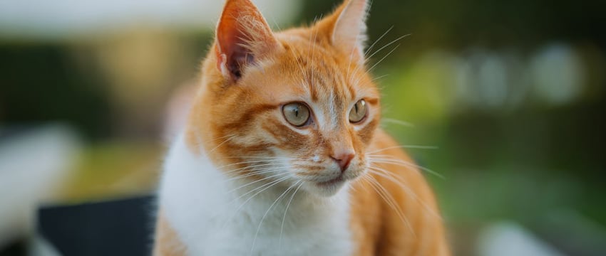 Задержан бывший председатель Брестского горисполкома Рогачук – СМИ