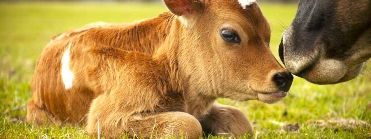 Учёные из США и Бразилии вывели первую генетически модифицированную корову. Что это даст человечеству?
