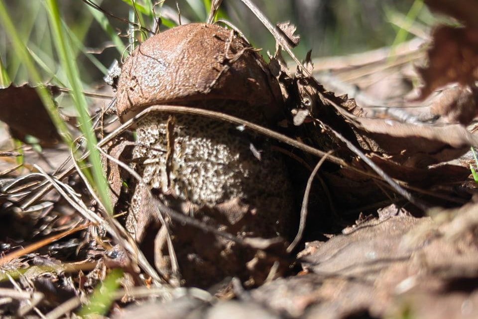 Маслята, подберезовики, боровик... Белорусские грибы рванули слишком рано