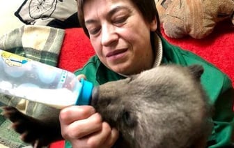 Двух медвежат спасают в Витебске