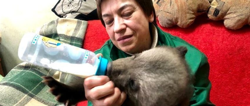 Двух медвежат спасают в Витебске