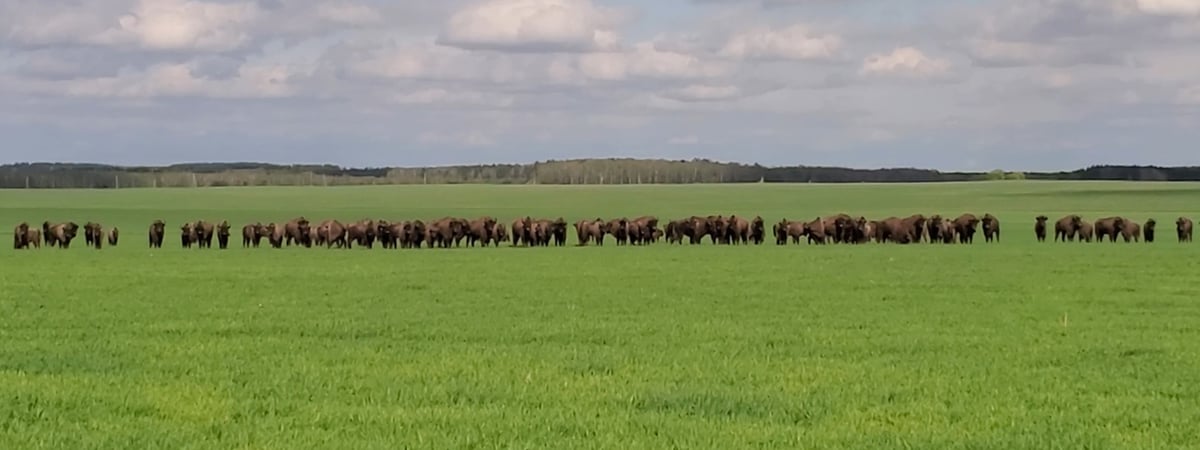 Фотофакт. Посмотрите, сколько зубров гуляют в поле