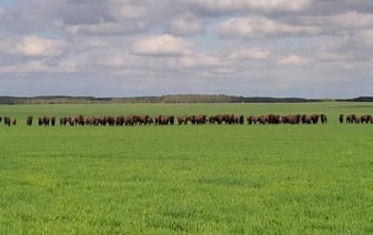 Фотофакт. Посмотрите, сколько зубров гуляют в поле