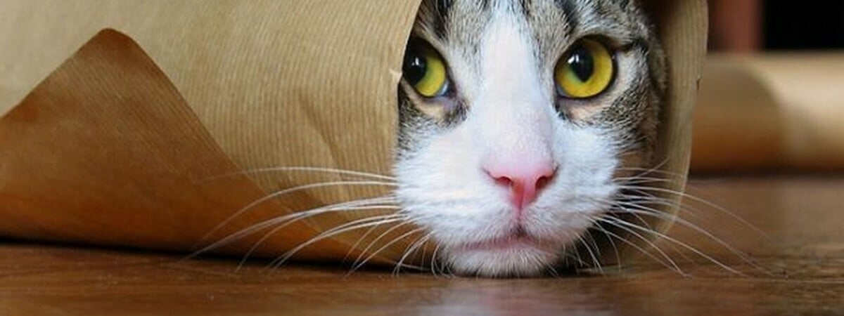 Кошки обожают эти 12 вещей. Узнай их, чтобы осчастливить своего питомца — Полезно