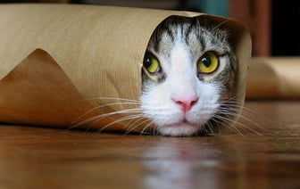 Кошки обожают эти 12 вещей. Узнай их, чтобы осчастливить своего питомца — Полезно