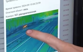 В Беларуси растет число аварий с участием диких животных. Можно ли избежать столкновения?