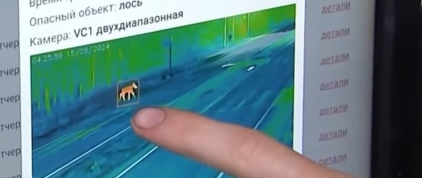 В Беларуси растет число аварий с участием диких животных. Можно ли избежать столкновения?