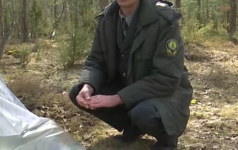 В Беларуси началась заготовка берёзового сока. Репортаж из Кобринского района