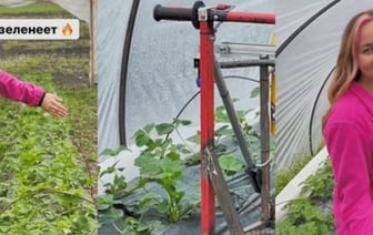 Необычный самодельный аппарат для ухода за клубникой показала в своем блоге жительница Брестской области