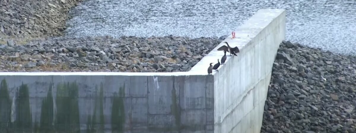 «Вид очень агрессивный» — На Гродненщине заметили морскую птицу-хищника. Чем опасна? — Видео