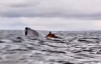 На видео попало, как у берегов Чили горбатый кит проглотил человека. Как удалось выжить? — Видео