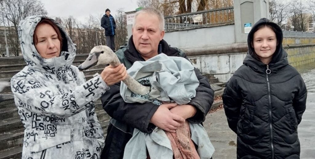 В Каменецком районе спасли лебедя. Подробности истории