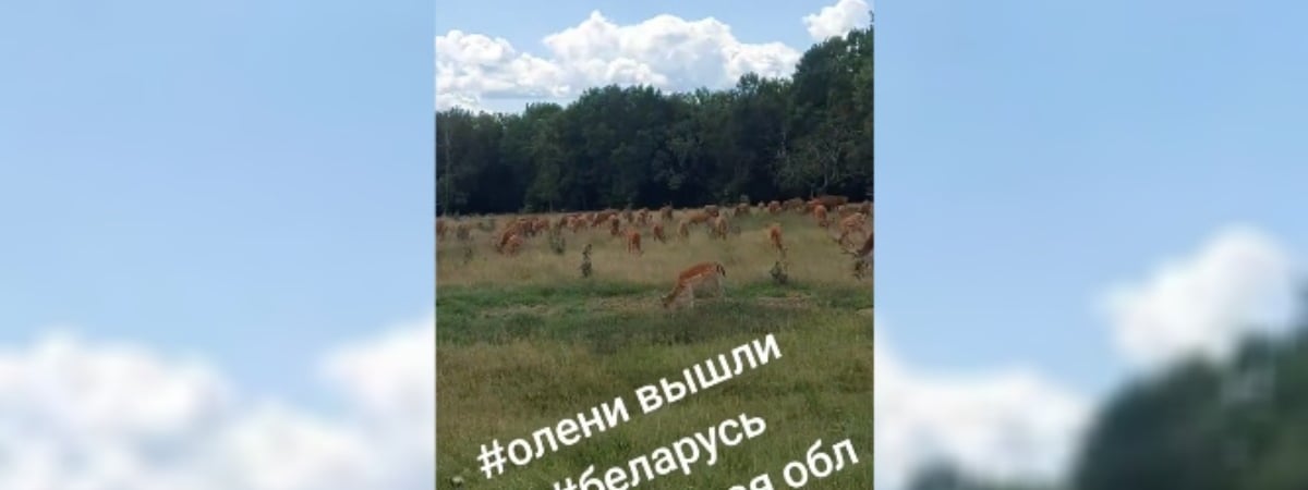 «Новый вид апокалипсиса» — В TikTok показали огромное стадо оленей под Гомелем. Но пользователи засомневались — Видео