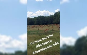 «Новый вид апокалипсиса» — В TikTok показали огромное стадо оленей под Гомелем. Но пользователи засомневались — Видео