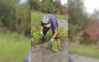 «А это выгодно?» — Белорусы показали в TikTok, как собирают в огороде урожай арахиса. У зрителей возникли десятки вопросов — Видео