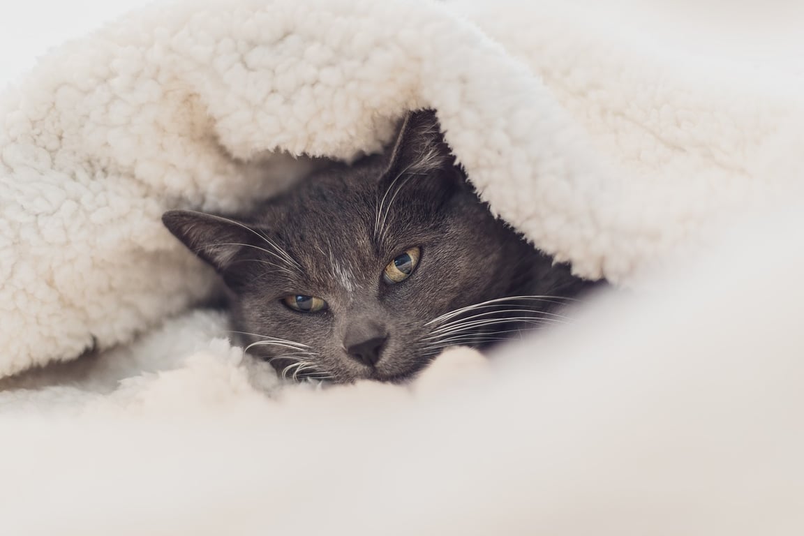 Кот, холод, одеяло, одеялко, отопление. Фото pixabay.com