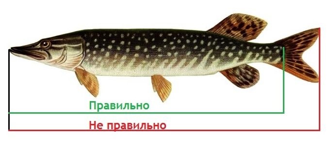 Белорусским рыбакам-любителям объяснили, как правильно измерять трофеи