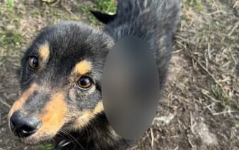 Жестокость в Борисовском районе: история с оборотом