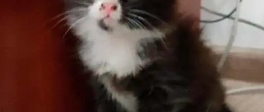 Котенок проехал в моторном отсеке авто более 10 километров и оказался на СТО